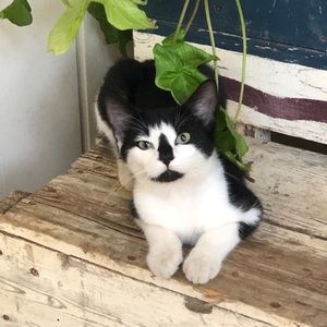 Meet your Posher, Candy